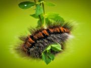 Xogo Caterpillar Larva Animal Jigsaw en liña