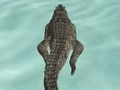 Xogo Simulador de crocodilos Beach Hunt  en liña