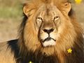 Xogo Estrelas escondidas de animais  en liña