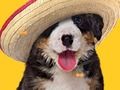 Xogo Funny Dog: Ósos ocultos  en liña
