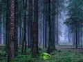 Xogo Atardecer místico no bosque  en liña