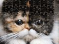 Xogo Puzzle de gatos exóticos en liña