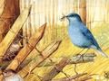 Xogo Aves: crebacabezas artísticos  en liña