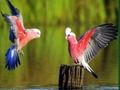 Xogo Puzle de aves  en liña