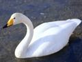 Xogo Cisnes graciosos  en liña