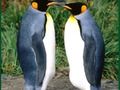Xogo Crebacabezas de pingüín  en liña