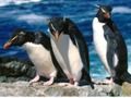 Xogo Presentación de pingüíns  en liña