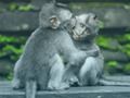 Xogo Jigsaw de chimpancés  en liña