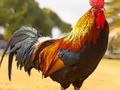 Xogo Crebacabezas de aves domésticas  en liña