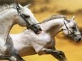 Xogo Carreira de cabalos  en liña