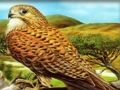 Xogo Puzzle de aves rapaces  en liña