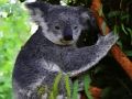 Xogo Oso lindo bebé Koala  en liña