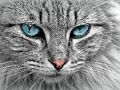 Xogo Puzzle de ollo de gato  en liña