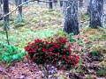 Xogo Aventura forestal de Bernati en liña
