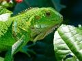 Xogo Iguana salvaxe  en liña