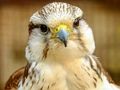 Xogo Gyrfalcon Jigsaw en liña