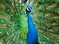 Xogo Rompecabezas de pavo real  en liña