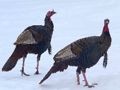 Xogo Rompecabezas de pavo salvaxe  en liña