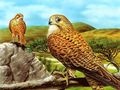 Xogo Slide Birds of Prey  en liña