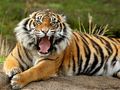 Xogo Animais Jigsaw Puzzle Tiger  en liña