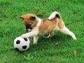 Xogo Crebacabezas ao aire libre de cachorro lúdico  en liña