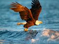 Xogo Animais Puzzle Eagle  en liña