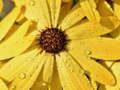 Xogo Rompecabezas de gota de choiva de pétalos de flores  en liña
