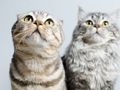 Xogo Rompecabezas de gatos bonitos  en liña