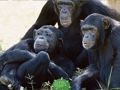 Xogo Divertido chimpancé Jungle Escape  en liña