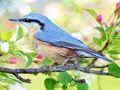 Xogo Aves de puntos escondidos  en liña