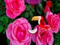Xogo Fuga de rosas preciosas en liña