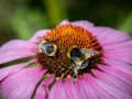 Xogo Rompecabezas de coneflower morado  en liña