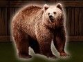 Xogo Salva o oso pardo  en liña