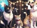Xogo Crebacabezas: Gato Cantante  en liña