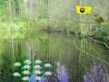 Xogo Aventura no bosque luz solar  en liña
