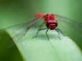 Xogo Dragon Fly Jigsaw en liña