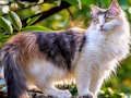Xogo Xirar puzzle - Gatos e cans  en liña