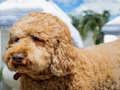 Xogo Puzzle Labradoodle  en liña