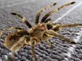 Xogo Diferenza oculta da araña  en liña