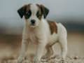 Xogo Rompecabezas Jack Russell  en liña