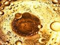 Xogo Rompecabezas de burbullas de aceite  en liña