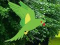 Xogo Parrot atopar o niño en liña