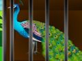 Xogo Libera a beleza engaiolada  en liña