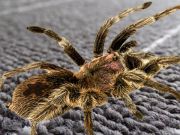 Xogo Diferenza de araña real  en liña