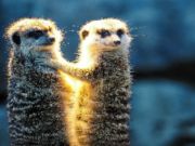 Xogo Parella de Meerkat Jigsaw  en liña