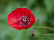 Xogo Poppy Nature Flower Jigsaw  en liña
