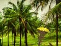 Xogo Escape From Coconut Land en liña