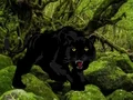 Xogo Escape from Black Panther Forest en liña