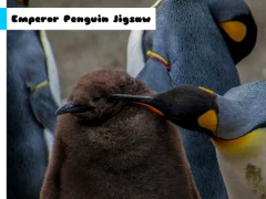 Xogo Emperor Penguin Jigsaw en liña