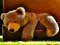 Xogo Plush Teddy Bear en liña